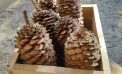 Hewn Farmstand Has Your Fall Signs, Sugar Pinecones, Wood Bundles & More!