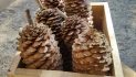 Hewn Farmstand Has Your Fall Signs, Sugar Pinecones, Wood Bundles & More!