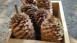 Hewn Farmstand Has Your Fall Signs, Sugar Pinecones, Wood Bundles & More!