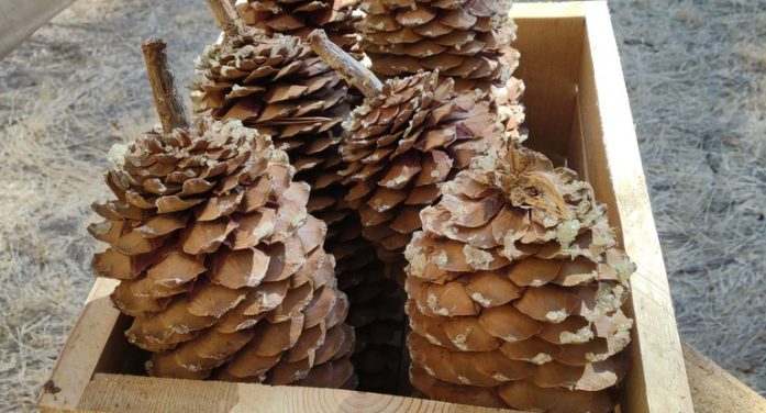 Hewn Farmstand Has Your Fall Signs, Sugar Pinecones, Wood Bundles & More!