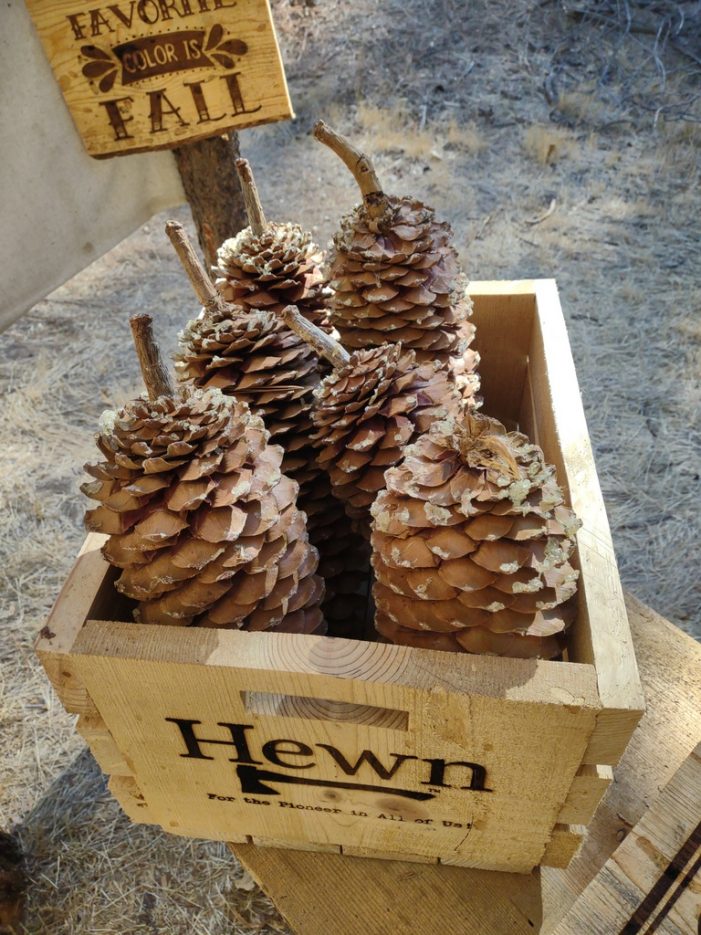 Hewn Farmstand Has Your Fall Signs, Sugar Pinecones, Wood Bundles & More!