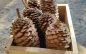 Hewn Farmstand Has Your Fall Signs, Sugar Pinecones, Wood Bundles & More!