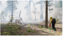 California State Parks and CAL FIRE Plan Prescribed Burns at Calaveras Big Trees State Park