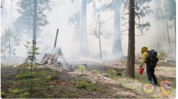 California State Parks and CAL FIRE Plan Prescribed Burns at Calaveras Big Trees State Park