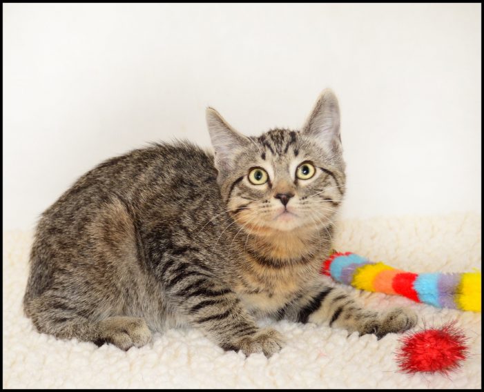 Meet Marble & Take Your New, Tabby Kitten Home Today!