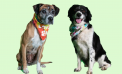 Beauty and Lucy: Bonded Pair Seeking a Forever Home Together