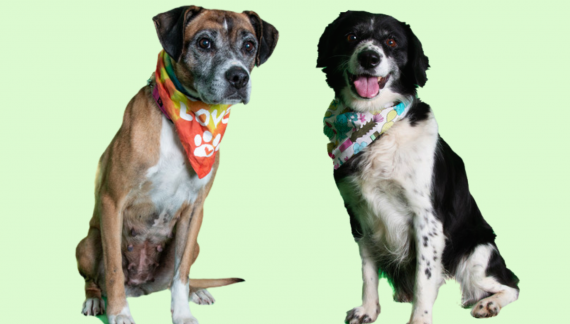 Beauty and Lucy: Bonded Pair Seeking a Forever Home Together