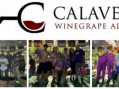 Calaveras Winegrape Alliance Generates $11,300 at Annual Grape Stomp Auction to Benefit Students and Community Causes