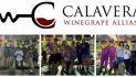 Calaveras Winegrape Alliance Generates $11,300 at Annual Grape Stomp Auction to Benefit Students and Community Causes