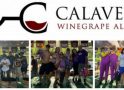 Calaveras Winegrape Alliance Generates $11,300 at Annual Grape Stomp Auction to Benefit Students and Community Causes