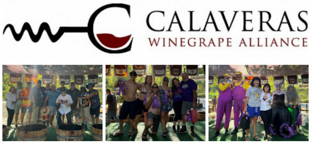 Calaveras Winegrape Alliance Generates $11,300 at Annual Grape Stomp Auction to Benefit Students and Community Causes