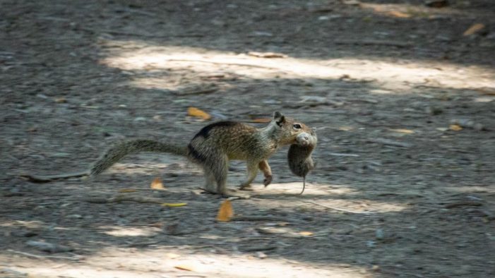 Even the Squirrels Have Gone Carnivor ~ Kat Kerlin UC Davis