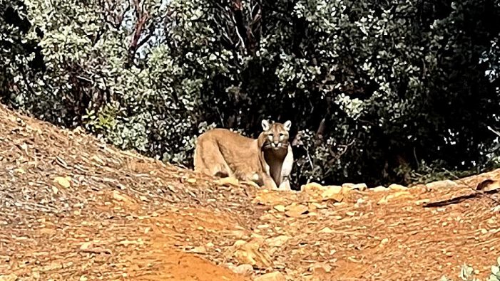 Arnold Couple Followed By Mountain Lion Mom for Over 20 Minutes on Rim Trail