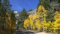 Road Trip! Check out Arnold, Camp Connell, Dorrington, & Ebbetts Pass Scenic Byway