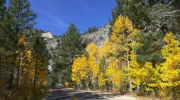 Road Trip! Check out Arnold, Camp Connell, Dorrington, & Ebbetts Pass Scenic Byway