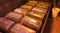 Sheriff’s Office Dismantles Multi-Million Dollar Illegal Marijuana Cultivation Near School