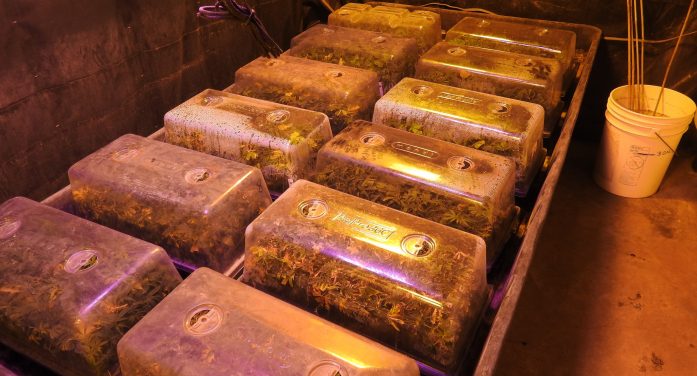 Sheriff’s Office Dismantles Multi-Million Dollar Illegal Marijuana Cultivation Near School
