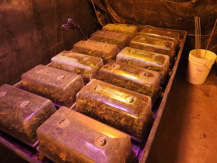 Sheriff’s Office Dismantles Multi-Million Dollar Illegal Marijuana Cultivation Near School