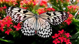 Carolyn Ann Pereira 1948 ~ 2025