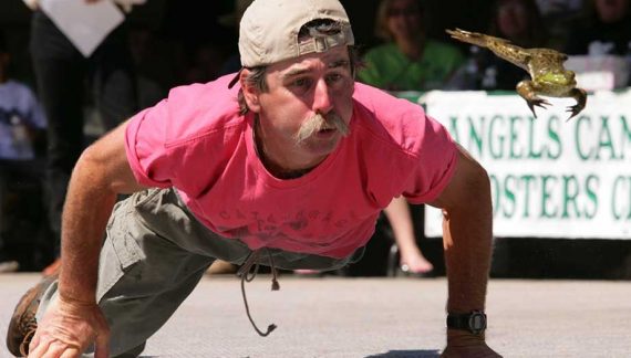 How Do They Jump So Far? Calaveras Frog Jump Secrets Revealed  ~ CVB Feature!