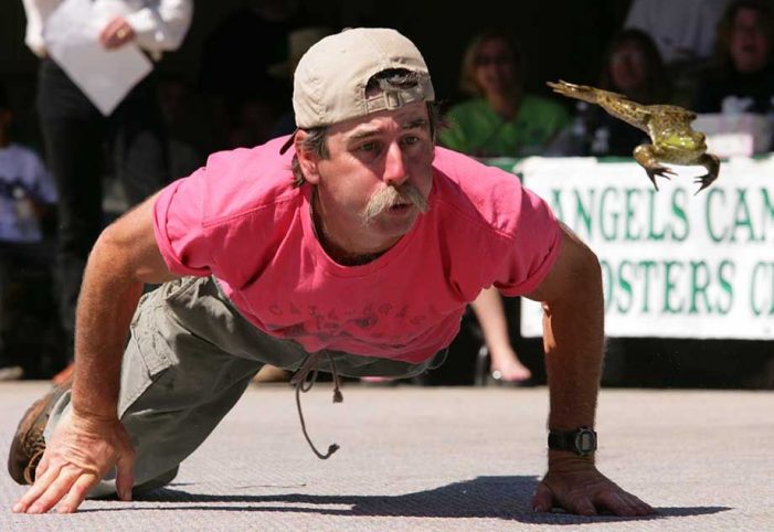How Do They Jump So Far? Calaveras Frog Jump Secrets Revealed  ~ CVB Feature!