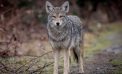 Fish and Game Committee to Consider Coyote Hunting Limits at May Meeting