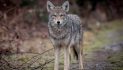 Fish and Game Committee to Consider Coyote Hunting Limits at May Meeting
