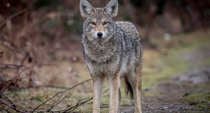 Fish and Game Committee to Consider Coyote Hunting Limits at May Meeting