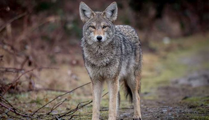 Fish and Game Committee to Consider Coyote Hunting Limits at May Meeting