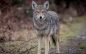 Fish and Game Committee to Consider Coyote Hunting Limits at May Meeting