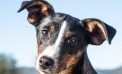 Let Aurora Light Up Your Life!  Adopt Her Today!!