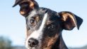 Let Aurora Light Up Your Life!  Adopt Her Today!!
