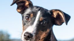 Let Aurora Light Up Your Life!  Adopt Her Today!!
