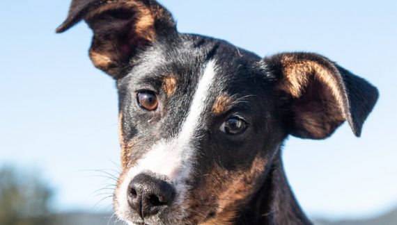 Let Aurora Light Up Your Life!  Adopt Her Today!!