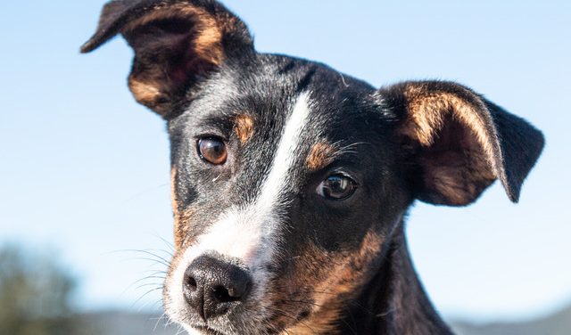 Let Aurora Light Up Your Life! Adopt Her Today!! Let Aurora Light Up Your Life! Adopt Her Today!!