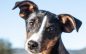 Let Aurora Light Up Your Life!  Adopt Her Today!!