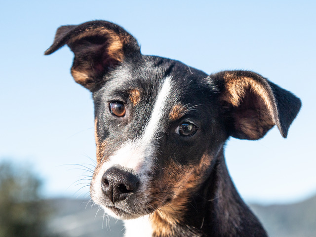 Let Aurora Light Up Your Life!  Adopt Her Today!!