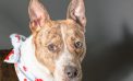 Your Family Really Needs Reggie!  Adopt Him Today!