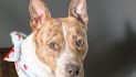 Your Family Really Needs Reggie!  Adopt Him Today!