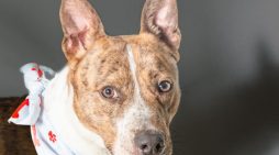Your Family Really Needs Reggie!  Adopt Him Today!