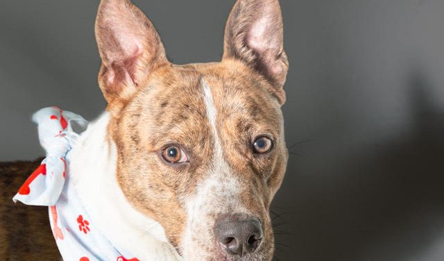 Your Family Really Needs Reggie!  Adopt Him Today!