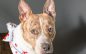 Your Family Really Needs Reggie!  Adopt Him Today!