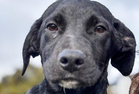 Meet Vinny!  Make Vinny Your Vinny Today!