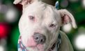 Your Life Would be Better with Denny in It!  Adopt Him Today!