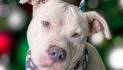Your Life Would be Better with Denny in It!  Adopt Him Today!