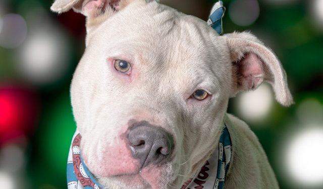 Your Life Would be Better with Denny in It!  Adopt Him Today!