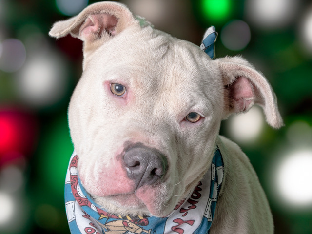 Your Life Would be Better with Denny in It!  Adopt Him Today!