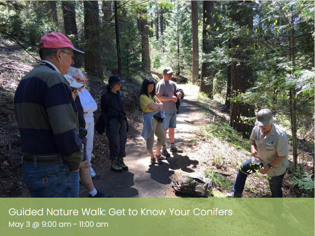 Guided Nature Walk: Get to Know Your Conifers