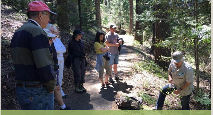 Guided Nature Walk on Arnold Rim Trail: Get to Know Your Conifers May 31 @ 9:00 am – 11:00 am