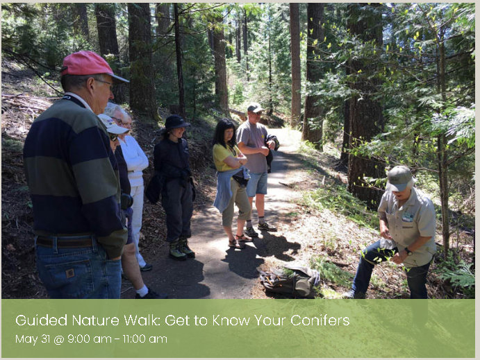 Guided Nature Walk on Arnold Rim Trail: Get to Know Your Conifers May 31 @ 9:00 am – 11:00 am